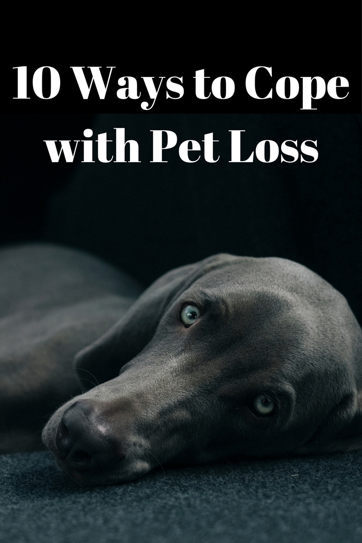 10 Ways to Cope with Pet Loss